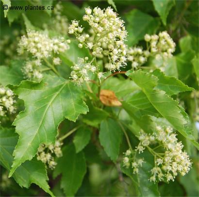 Photo des feuilles et fleurs d'un �rable de l'Amur - Acer ginnala