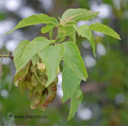 Photo des feuilles et fruits d'un �rable � Gigu�re - Acer negundo