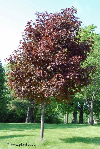 Photo d'�rable de Norv�ge Royal red - Acer platanoides 'Royal Red'