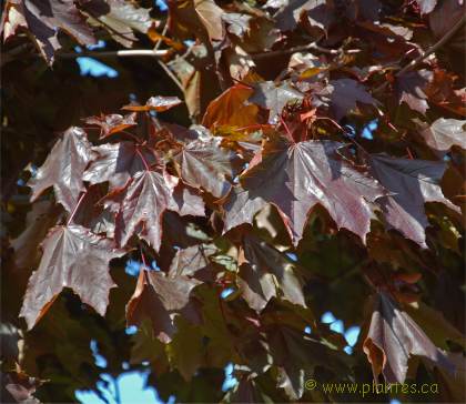 Photo des feuilles d'un �rable de Norv�ge Royal red - Acer platanoides 'Royal Red'