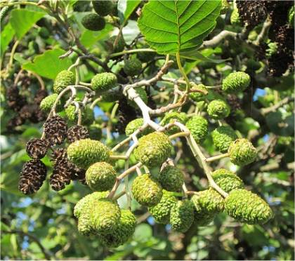 Fruits d'Aulne noir - Alnus glutinosa