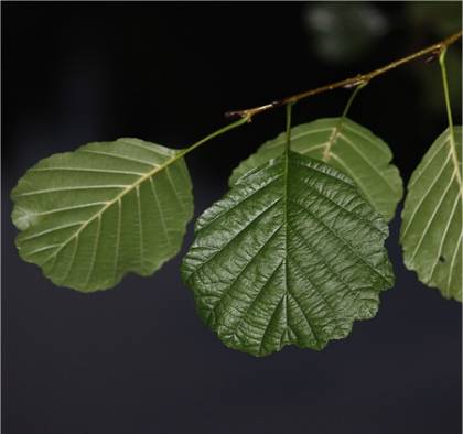 Feuillage d'Aulne noir - Alnus glutinosa