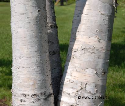 Photo de l'�corce d'un bouleau � papier