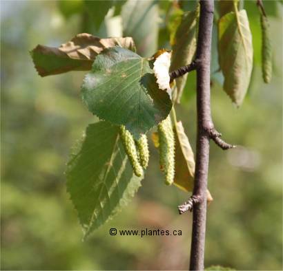 Photo des feuilles du bouleau � papier