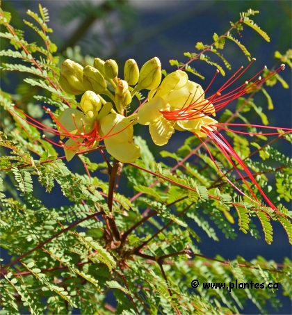 Photo d'Oiseau de paradis - Caesalpinia gilliesii