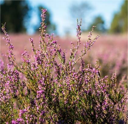 Photo de Bruy�re d'�t� - Calluna vulgaris