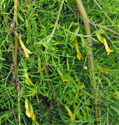 Photo des fleurs et feuilles du caraganier pleureur
