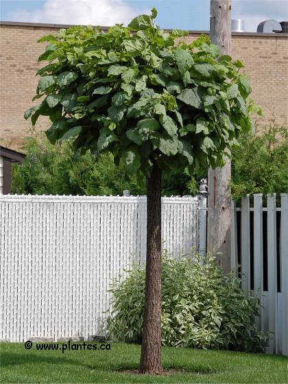 Photo d'un Catalpa parasol - Catalpa bignonioides 'nana'
