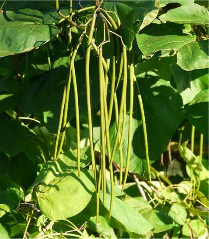 Photo d'un Catalpa de l'Ouest - Catalpa speciosa