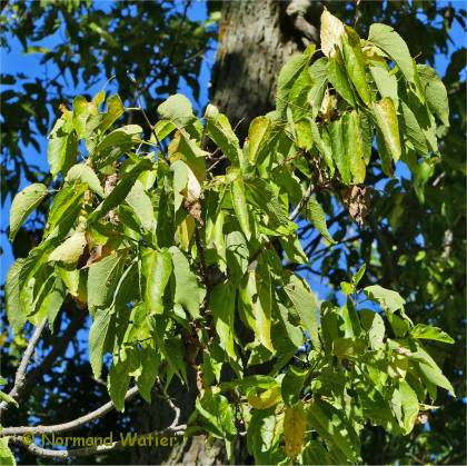 Photo du feuillage de micocoulier occidental - Celtis occidentalis