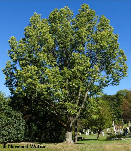 Photo de Micocoulier occidental - Celtis occidentalis