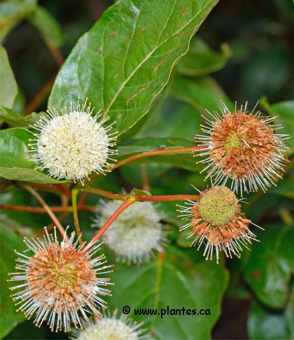 Photo de fleurs de C�phalanthe d'occident - Cephalanthus occidentalis