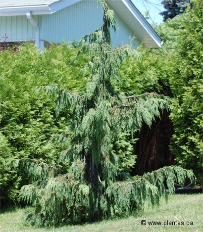 Photo d'un Faux-cypr�s pleureur - Chamaecyparis nootkatensis 'pendula'