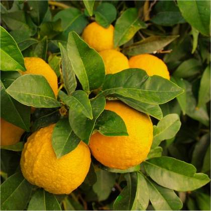Photo de Citronnier - Citrus limon
