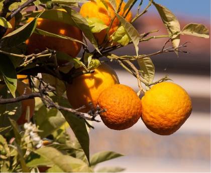 Photo d'oranger - Citrus sinensis