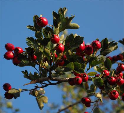 Aub�pine Paul scralet - Crataegus laevigata 'Paul's scarlet'