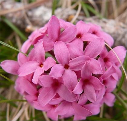 Photo des fleurs de Daphn� cam�l�e - Daphne cneorum