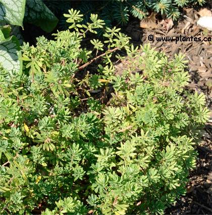 Photo de Daphn� cam�l�e - Daphne cneorum