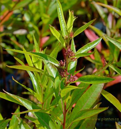 Photo de D�codon verticill� - Decodon verticillatus