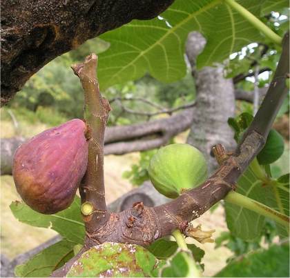 Photo d'un Figuier commun - Ficus carica