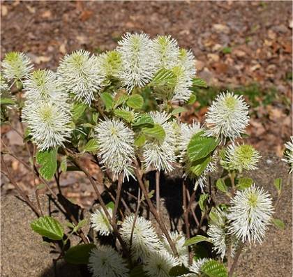 Photo de Fothergilla robuste - Fothergilla major