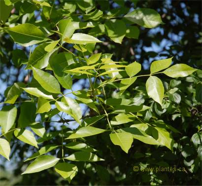 Photo des feuilles du fr�ne rouge