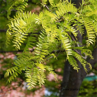 Photo des feuilles de f�vier inerme 'Sunburst' - Gleditsia triacanthos inermis 'Sunburst'