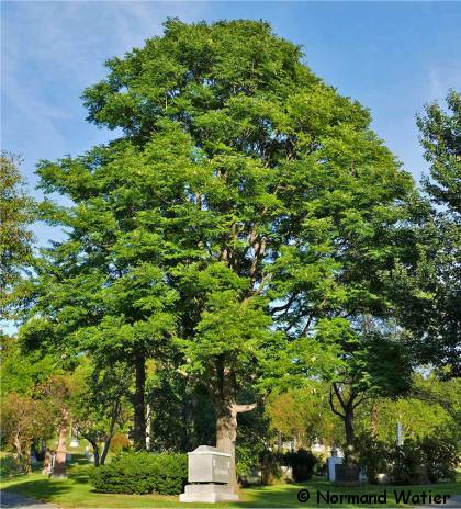 Photo d'un Chicot du Canada - Gymnocladus dioicus