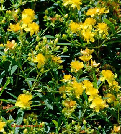 Photo de Millepertuis de Kalm - Hypericum kalmianum