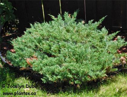 Photo d'un Gen�vrier horizontal - Juniperus horizontalis