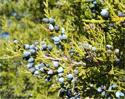 Photo de c�dre rouge - Juniperus virginiana