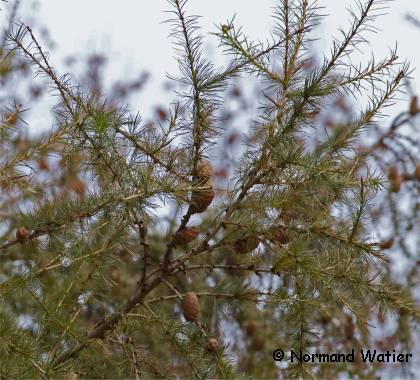 Photo du feuillage d'un m�l�ze d'Europe - Larix decidua