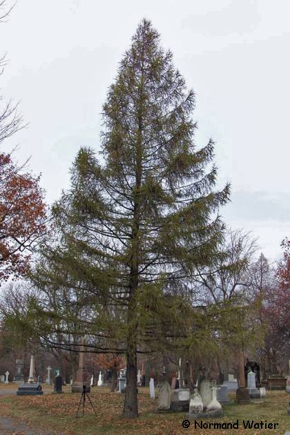 Photo d'un M�l�ze d'Europe - Larix decidua