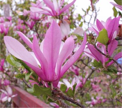 Photo de Magnolia de soulange - Magnolia soulangeana