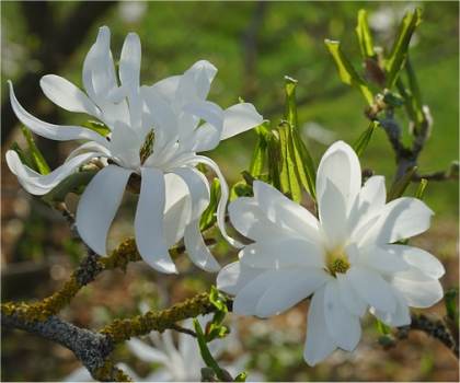 Photo de Magnolia � grandes fleurs - Magnolia stellata