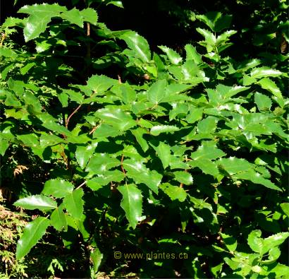 Photo de m�rier pleureur - Mahonia aquifolium