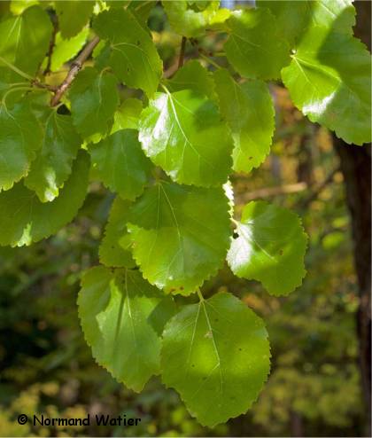 Photo du feuillage d'un m�rier blanc - Morus alba