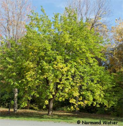 Photo de m�rier blanc - Morus alba