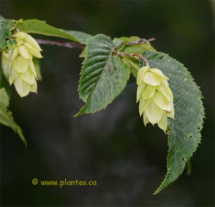 Photo de fruit et feuilles d'Ostryer de Virginie - Ostrya virginiana