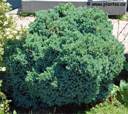 Photo d'une �pinette de Norv�ge - Picea abies 'Little gem'