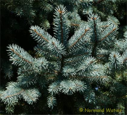 Photo du feuillage d'une �pinette bleu - Picea pungens