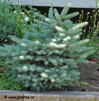 Photo d'une �pinette du colorado naine - Picea pungens 'globosa'