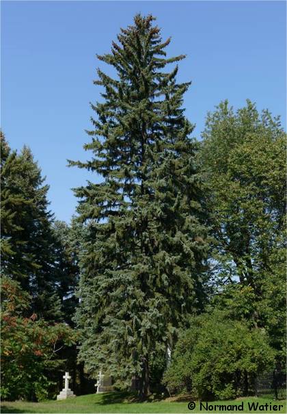 Photo d'une �pinette du colorado - Picea pungens