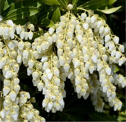 Photo des fleurs d'Androm�de du Japon - Pieris japonica