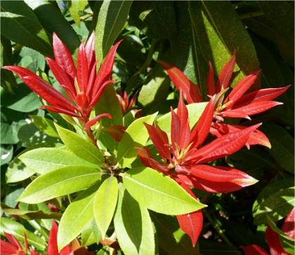 Photo d'Androm�de du Japon - Pieris japonica