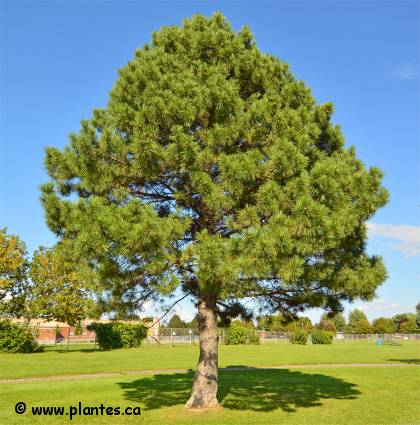 Photo d'un Pin rouge - Pinus resinosa