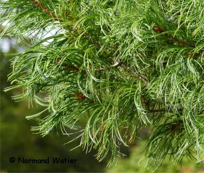 Photo du feuillage d'un Pin blanc Contorta - Pinus strobus 'Contorta'