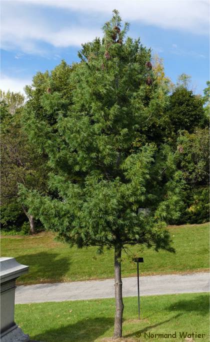 Photo d'un Pin blanc Contorta - Pinus strobus 'Contorta'
