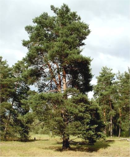 Photo d'un Pin sylvestre - Pinus sylvestris