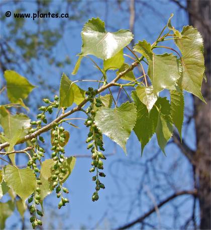 Photo des feuilles d'un Peuplier delto�de - Populus deltoides